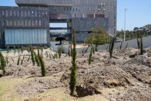 Inicia reforestaci&oacute;n urbana en CIS y Parque Ecol&oacute;gico; la meta son 10 mil &aacute;rboles