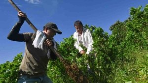 Colombia pagará a campesinos por arrancar coca y frenar al narco