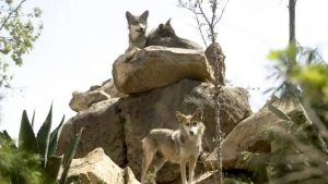 Trump abre la puerta a retirar protecci&oacute;n a lobo gris mexicano
