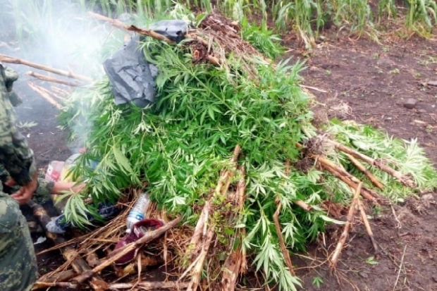 Hallan plantío de marihuana en San Salvador el Verde, Puebla