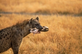 La hiena libertina lloró el 10 de Mayo
