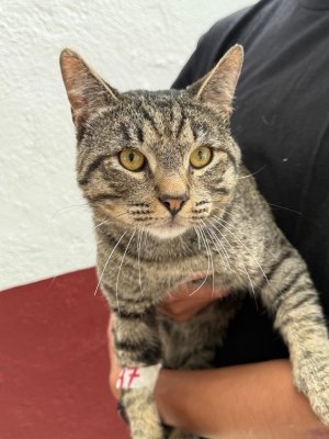 Impulsa Gobierno de la Ciudad el bienestar animal en diversas colonias de Puebla