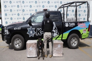 K9 de la policía municipal de Puebla decomisa 100 kilos de marihuana