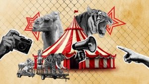 Sacaron a los tigres, elefantes y leones del circo: m&aacute;s de 1,000 murieron o desaparecieron