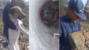 VIDEO: ¡Indignante! Jóvenes lanzan a perrito a un pozo y se burlan de él; usuarios piden castigo