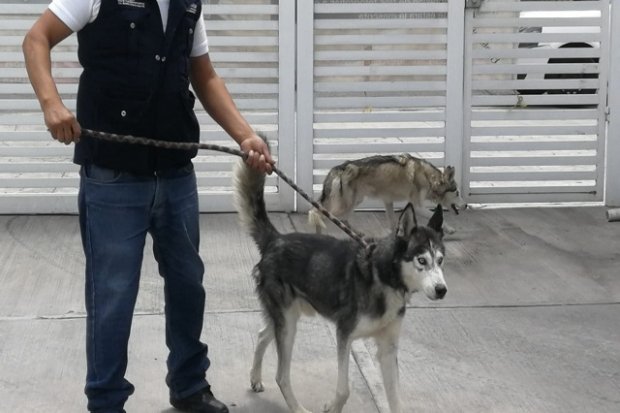 En Puebla capital se pueden denunciar los actos de maltrato animal