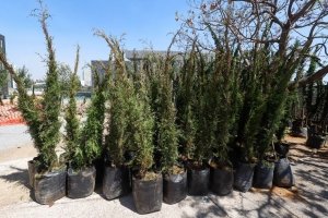 &Aacute;rboles del bosque urbano generar&aacute;n agua, ox&iacute;geno y albergar&aacute;n vida