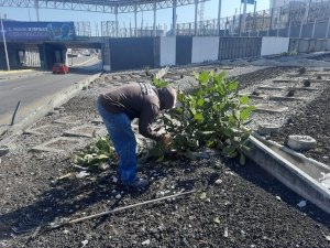 Refuerza Gobierno de Pepe Chedraui mantenimiento en bajo puentes de la capital