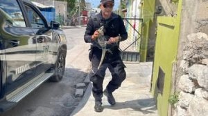 Pelea de iguanas moviliza a polic&iacute;a de Yucat&aacute;n y las calman con galletas de coco