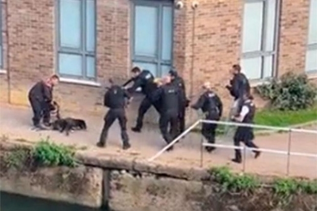 Dos Pitbull son asesinados por policía en Inglaterra