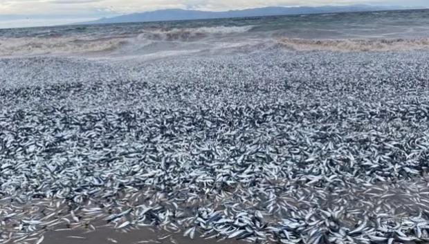¿Qué está pasando en Japón? Sorprende video de miles de peces de muertos en las costas de Hokkaido