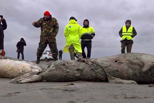 Mueren 2 mil 500 focas protegidas en Rusia