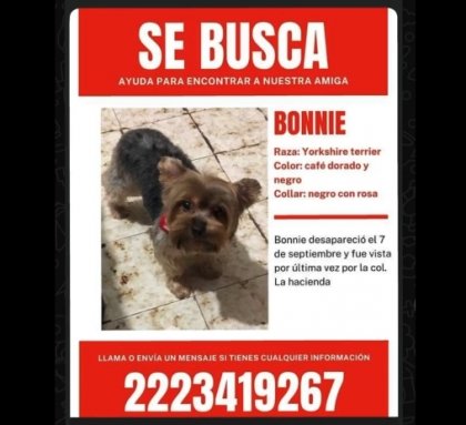&iexcl;Alerta! Perrita perdida. Por favor, ayuda a encontrarla.