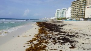 Claudia Sheinbaum anuncia plan integral para limpiar de sargazo las playas de Quintana Roo con coordinaci&oacute;n de Marina y Turismo