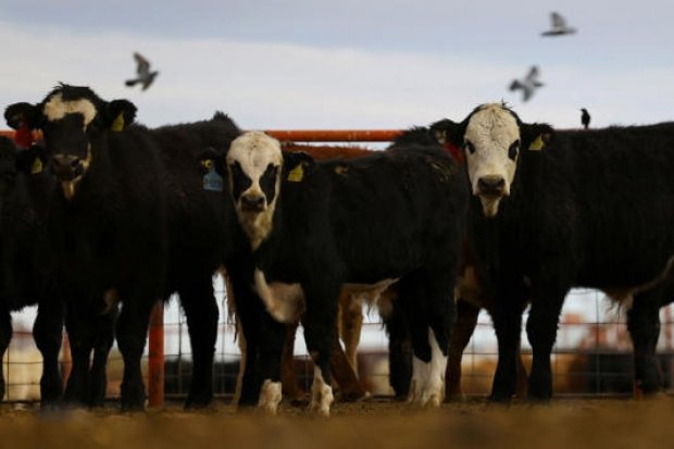 EU vuelve a paralizar importación de ganado de México por gusano barrenador